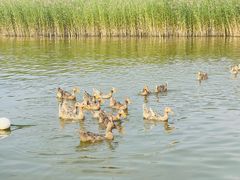 -野鸭湖国家湿地公园