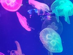 -成都浩海立方海洋公园