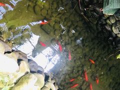 -北京呀路古热带植物园
