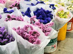 -东风国际花卉市场