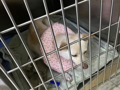 -谐和益家动物医院·免疫绝育·血液透析·宠保定点医院(高新伊藤分院)