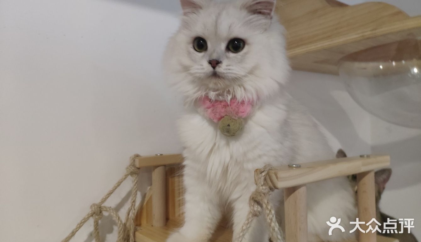 地铁口附近的猫咖店打卡