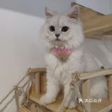 地铁口附近的猫咖店打卡