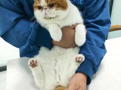 -嘉馨宠物医院·CT影像转诊·心脏科·犬猫全科诊疗中心(下沙大学城院区)