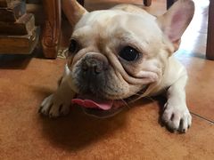 -more than meow吴止猫主题餐厅(承德 中船汇店)