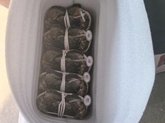 -阳澄湖大闸蟹·琼灵阁牌品牌连锁(吴中总店)