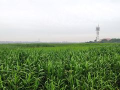 -上海吴淞炮台湾国家湿地公园