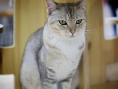 -Heymao猫咖.咖啡厅(东门店)