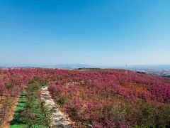 -宜良山后樱花谷