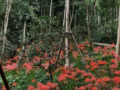 -上海佘山国家森林公园天马山园