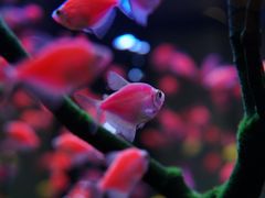 -青石桥花鸟鱼虫市场(叠翠城店)