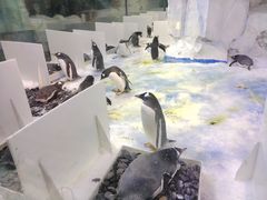 -芜湖新华联大白鲸海洋公园