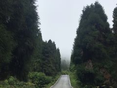 -武陵山森林公园