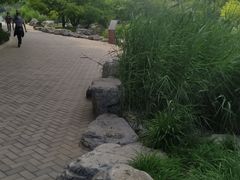 -大望京公园