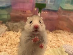 -龙猫仔乐园(惠福东路店)