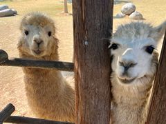 -泉州海丝野生动物世界