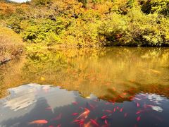 -天女山森林公园