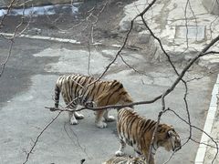 -大连森林动物园