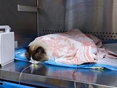 -美联众合动物医院·24h转诊中心