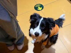 -MARSMART PETS火星宠物超市(1733店)