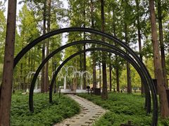 -黄海国家森林公园