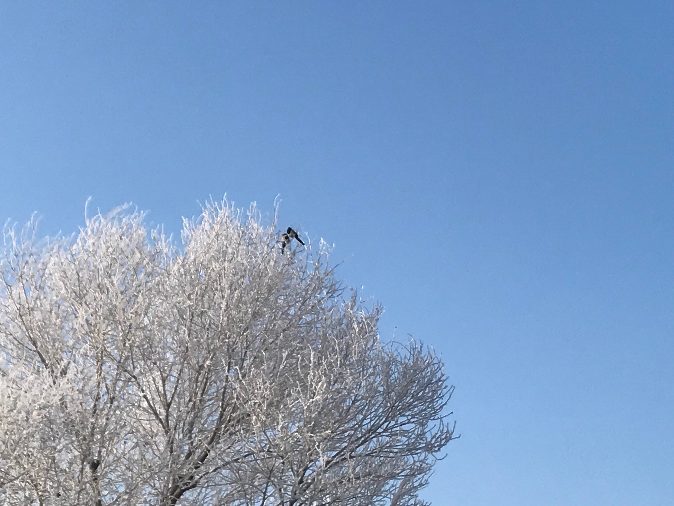 冰雪精灵——雾凇图片