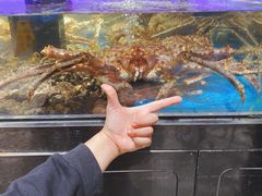帝王蟹-盒马鲜生(岭南新世界店)