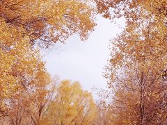 -金塔沙漠胡杨林景区