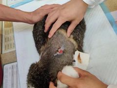 -艾贝尔宠物诊疗