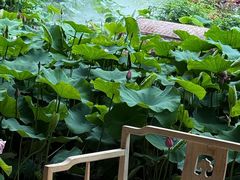 -花之城