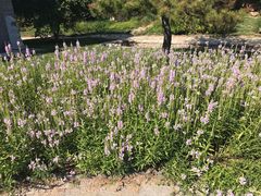 -武清南湖绿博园