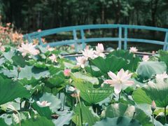 -顺峰山公园