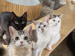 -more than meow吴止猫主题餐厅(承德 中船汇店)