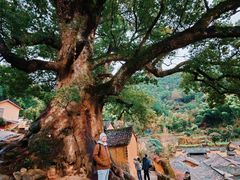 -杨家堂村