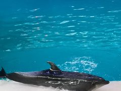 -珠海长隆海洋王国