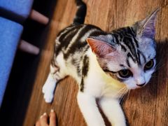 -猫大福·Fortune Cat猫舍(百子湾店)