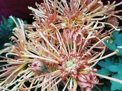 -秦美花卉(天朗·莱茵小城2期店)