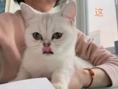 -猫大福·Fortune Cat猫舍(百子湾店)