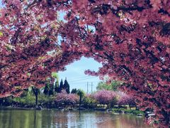 -石家庄市植物园