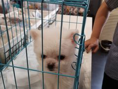 -熊小胖宠物生活馆(天华园店)