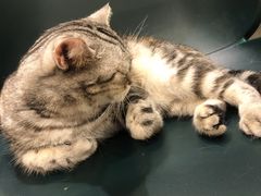 -飞行喵MR PILOT|猫舍·猫咖(静安大融城店)