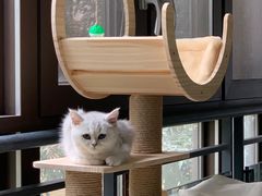 -lincat·猫舍(广州店)