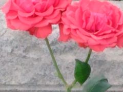 -石家庄市植物园