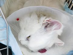 -佳怡动物医院·平价24小时·猫专科骨外科