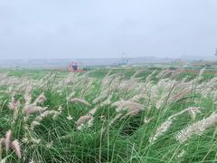 -光明小镇欢乐田园