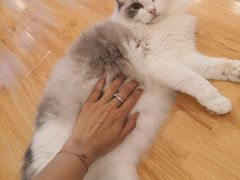 -momokira米努特·德文卷毛猫·棉花面纱犬