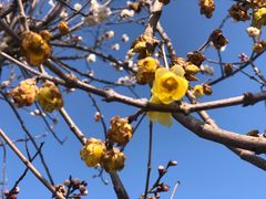 -龙大花卉苗木市场