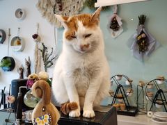 -平行世界·猫咖(首经贸店)