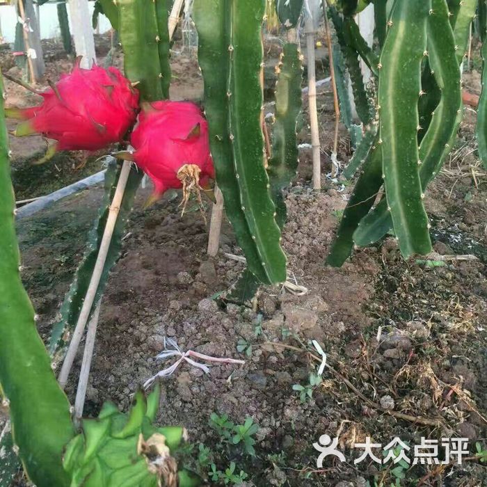 小张草莓火龙果生态采摘园图片-郑州采摘\/农家