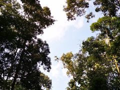 -西双版纳原始森林公园